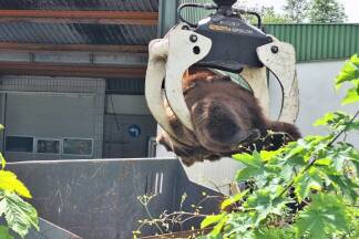 Abtransport des Kadavers. 