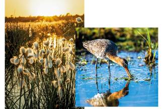 Links: Wollgras, rechts: der Große Brachvogel 