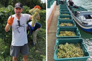 Weinlese 
