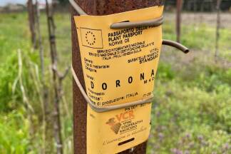 Dorona: der historische Wein der Dogen 