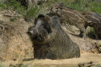 Wildschweine sind vorwiegend in der Nacht unterwegs. 