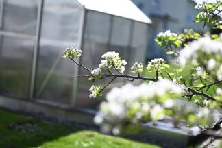 Der Garten der Bloggerin ist bereits übersät mit Blüte. 