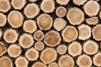 Nachhaltig bauen mit Holz - EU-Entwaldungsverordnung  