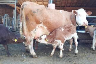 Ihre Milchration holen sich Kälber bei einer Amme.  Ihre Milchration holen sich Kälber bei einer Amme.