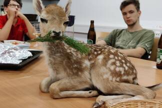 Das Rehkitz wurde vorübergehend im Feuerwehrhaus untergebracht. Das Rehkitz wurde vorübergehend im Feuerwehrhaus untergebracht.