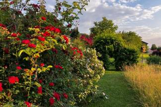 Zwischen Mai und Juli blüht der Garten am buntesten. 