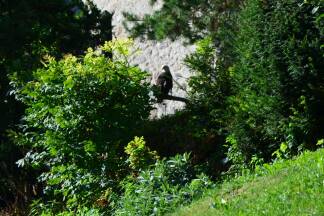Einige der Vögel sind schon jahrelang auf der Burg Zuhause. Einige der Vögel sind schon jahrelang auf der Burg Zuhause.