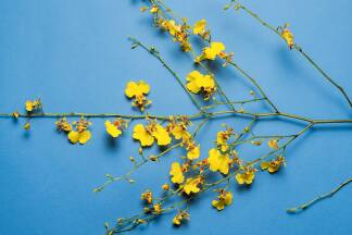 Oncidium. 