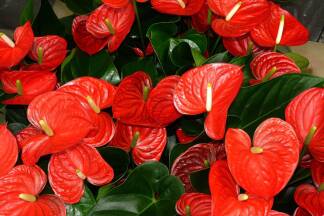 Flamingoblume (Anthurium) 