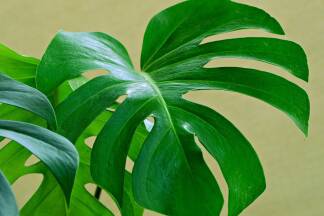 Fensterblatt (Monstera) 
