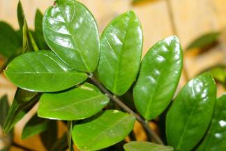 Glücksfeder (Zamioculcas) 