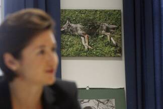 Scharf geschossen wurde 2024 auch wieder. Die Trophäen im Büro von LH-Stv. Marlene Svazek.  
