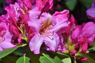 Kaffeesatz bewährt sich zum Beispiel als Dünger für Rhododendren. Kaffeesatz bewährt sich zum Beispiel als Dünger für Rhododendren.