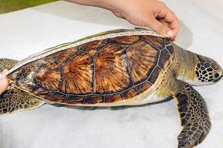 Eine alte Festung als neues „Sanatorium“: In Pulas „Aquarium“ sind Meerestiere zu bestaunen, aber auch Schildkröten werden gesund gepflegt und danach wieder ausgewildert. 