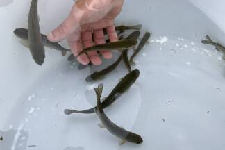 Die Fische hier im Bild sind ein Jahr alt. Im frischen Quellwasser wachsen sie natürlich und langsamer als in einer Mast. 
