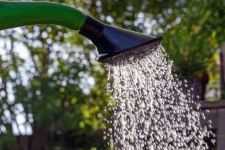 Pflanzen mögen es, wenn sie mit weichem Wasser gegossen werden. 