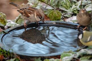 Vogeltränken sind im Sommer wertvolle Wasserquellen – auch für Bienen.  
