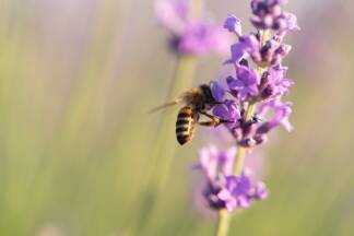 Bienen lieben Lavendel.  