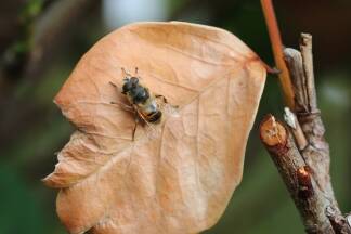 Herbstlaub und Pflanzenreste bieten Insekten Winterquartiere.  