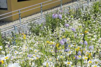 Wunderschöner Anblick: Die Blumenwiese in Berndorf bei Salzburg. 