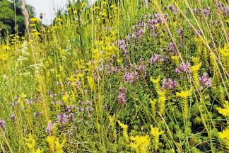 Werfen: Böschungmit Thymian undMauerpfeffer. 