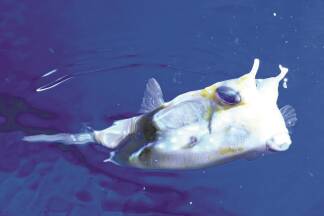 Er spuckt Wasser: Der Kofferfisch. 