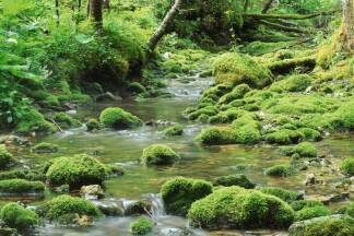 Wald tut Auge und Seele gut – sagt auch die Wissenschaft.  