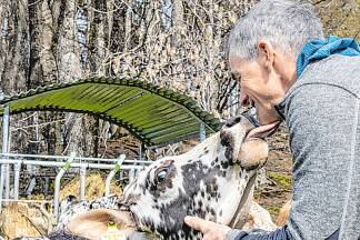 Der steirische Landwirt Hans Muster pflegt einen liebevollen Umgang mit seinen Tieren. 