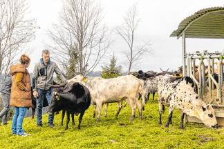 Kleine Rinder, große Qualitäten: Zebus sind genügsam, widerstandsfähig und robust. 