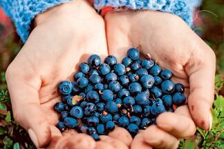Frisch gepflückte Heidelbeeren eignen sich für die Zubereitung von mehreren Speisen. 