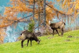 Beim Wandern am Berg sollte stets darauf geachtet werden, auf den Wegen zu bleiben und Wildtiere nicht zu stören. 