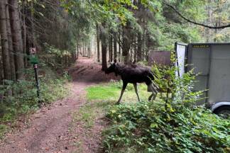 Elch 'Emil' wurde in den Böhmerwald verfrachtet 