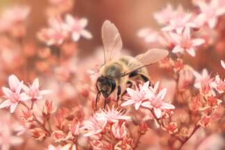 Bisher wurden 21 Wildbienenarten gezählt, die das üppige Nahrungsangeobt auf der Dachfläche gerne annehmen. 
