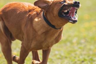 Wenn ein bellender Hund auf einen zurennt, kann es schwerfallen, Ruhe zu bewahren.  