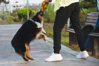 Spielzeug, ein Stock oder eine Tasche können aggressive Hunde ablenken. Im besten Fall beißt der Hund dann in den Gegenstand und nicht den Menschen.  