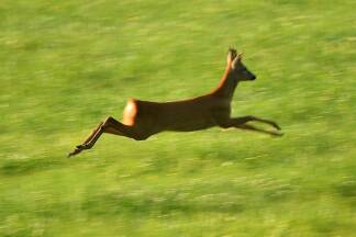 65.011 Wildtiere wurden im Jagdjahr 2024/25 auf Österreichs Straßen getötet. 
