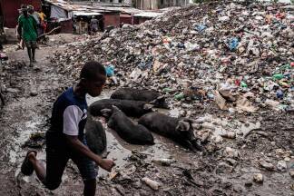 Creole pigs enjoy the mud as people walk by a mountain of trash in the aftermath of Hurricane Melissa, in Petit-Goave, about 68 km (42 miles) southwest of Port-au-Prince, on October 31, 2025. In Haiti, the country's civil defense agency said on October 30 that the death toll from Hurricane Melissa had risen to 30, with 20 people injured and another 20 missing. (Photo by Clarens SIFFROY / AFP)  Creole pigs enjoy the mud as people walk by a mountain of trash in the aftermath of Hurricane Melissa, in Petit-Goave, about 68 km (42 miles) southwest of Port-au-Prince, on October 31, 2025. In Haiti, the country's civil defense agency said on October 30 that the death toll from Hurricane Melissa had risen to 30, with 20 people injured and another 20 missing. (Photo by Clarens SIFFROY / AFP)