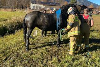 Stute "Lilli" blieb unverletzt. Stute 'Lilli' blieb unverletzt.