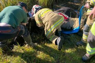 Die Feuerwehrmänner hatten hart zu kämpfen bei "Lillis" Rettung. Die Feuerwehrmänner hatten hart zu kämpfen bei 'Lillis' Rettung.
