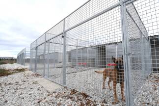 Ein Militärhund in der Zwingeranlage der Flugfeld-Kaserne. 