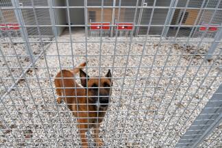 Ein Militärhund in der Zwingeranlage der Flugfeld-Kaserne. 
