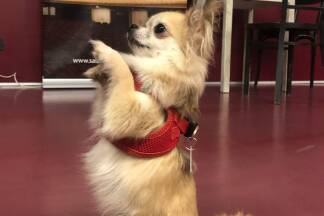 Langhaar-Chihuahua Penny zeigt, was er kann. 