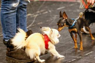 Zehn Hunde und ihre Herrchen bzw. Frauchen sind zur Probebühne gekommen, um ihre Vierbeiner groß rauszubringen.  