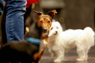 Zehn Hunde und ihre Herrchen bzw. Frauchen sind zur Probebühne gekommen, um ihre Vierbeiner groß rauszubringen.  