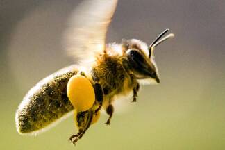 Eine mit Pollen beladene Biene fliegt zurück in ihren Bienenstock. 