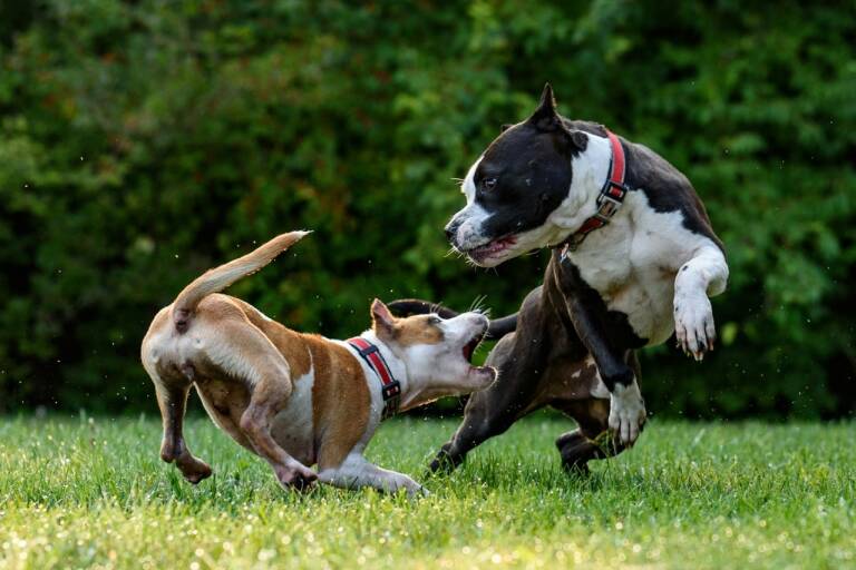 Image for Wie man sich bei einem Hundeangriff richtig verhält