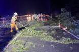 In Thalgau stürzte ein Baum auf die Russenstraße und blockierte die Fahrbahn. 