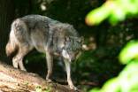 Immer mehr Wolfssichtungen in Österreich. 