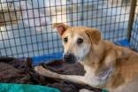 Ausgesetzte Hunde werden vermehrt in Tierheimen betreut.  