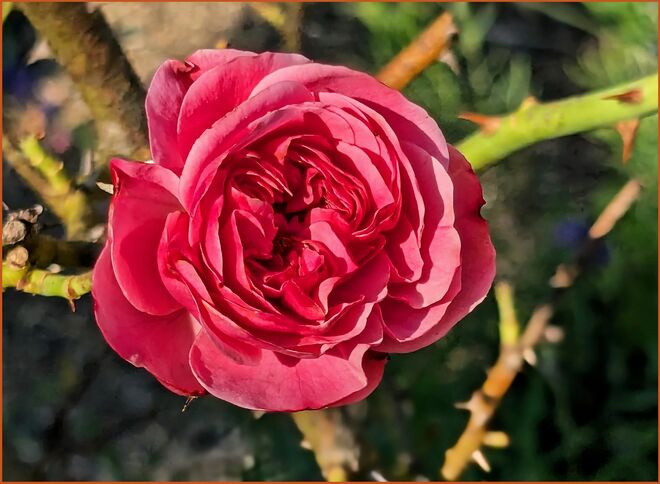 . . .  Einzelblüte im August . . . 